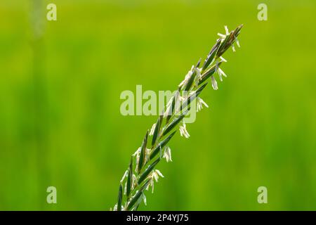 In the wild, a couch grass, Elymus repens, cereal plant grows in the meadow. Stock Photo