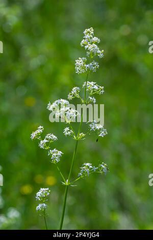 Galium mollugo is a herbaceous annual plant of the family Rubiaceae. It shares the name hedge bedstraw with the related European species, Galium. Stock Photo