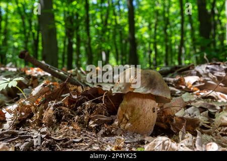 Group of Spring bolete or Boletus reticulatus, two of them very yuoung, growing in natural habitat. Stock Photo