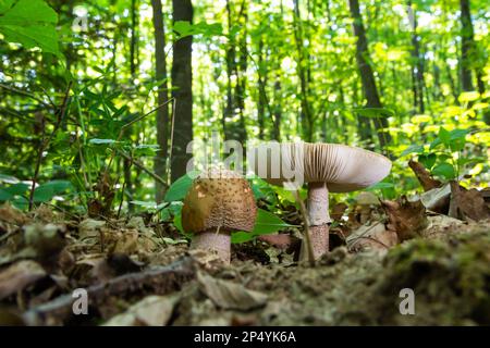 Two young mushrooms grow in the woods. Edible Blusher fungi Amanita rubescens.