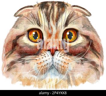 Cute cat. Cat for t-shirt graphics. Watercolor Highland fold cat breed illustration Stock Photo