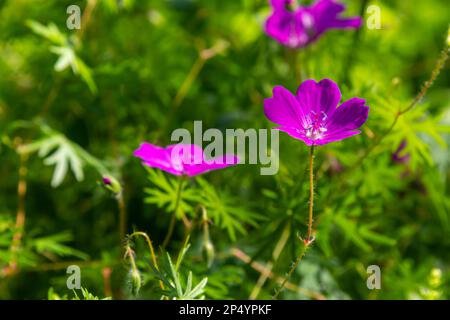 Purple flowers of Wild Geranium maculatum close up. Spring nature, spring garden. Geranium maculatum, the wild geranium is a perennial plant native to Stock Photo