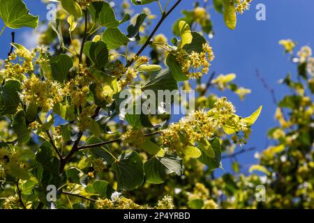 Linden flowers on a tree. Close-up of linden blossom. Blooming linden tree in the summer forest. Stock Photo