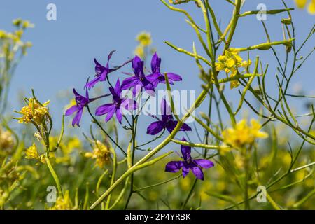 Wild Delphinium or Consolida Regalis, known as forking or rocket larkspur. Field larkspur is herbaceous, flowering plant of the buttercup family Ranun Stock Photo