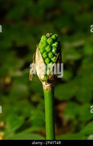 Arum Maculatum With Red Berries Also Called Cuckoo Pint Or Lords And arum-maculatum-with-red-berries-also-called-cuckoo-pint-or-lords-and