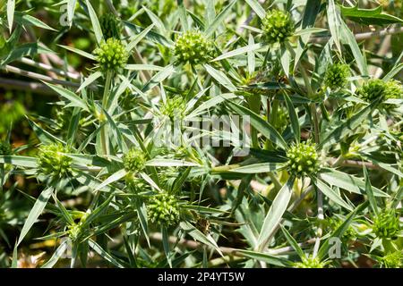 Details of Field eryngo or Eryngium campestre growing in a nature area. Stock Photo