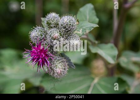 Arctium tomentosum, commonly known as the woolly burdock or downy burdock, is a species of burdock belonging to the family Asteraceae. Stock Photo