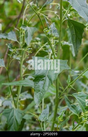 Close up of Common Orache plant Atriplex patula. Common Orache or atriplex patula plant growing in farm. Common Orache plant. Scientific name Chenopod Stock Photo