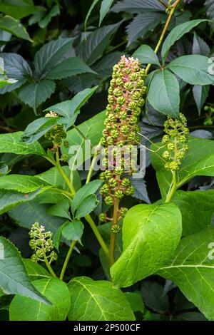Herbal plants: Indian algae Phytolacca acinosa, which are used locally for pain relief. It has anti-asthma, antifungal, expectorant, antibacterial and Stock Photo