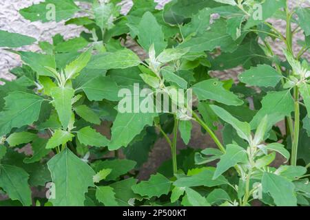 Lambs quarter flowers Lamb's quarter Chenopodium album is a roadside weed, but the young leaves are edible. Stock Photo