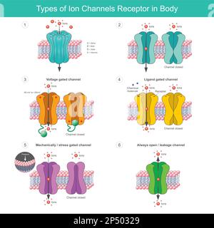 Types of Ion Channels Receptor In Body. Membrane proteins with transport of specific ions in or out of the cell of body. Stock Vector