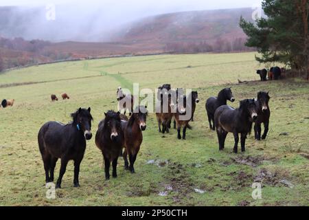 Large group of Exmoor ponies in a misty field Stock Photo