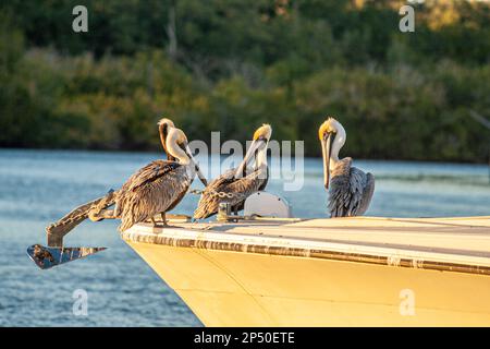 Image of a group of pelicans sitting on a boat in the evening watching the surroundings Stock Photo