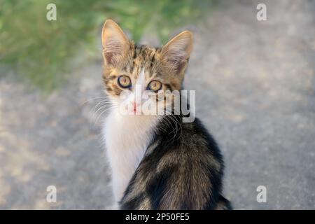 Cute little cat kitten, bicolor tabby and white, looking curiously with beautiful eyes, Greece Stock Photo