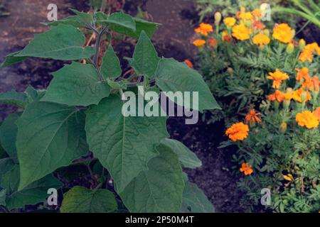 Datura Angels Trumpet is growing in garden. Green bush in country garden. Stock Photo