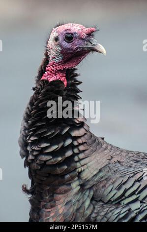 Eastern wild turkey Jake, or young male facing left, close-up, vertical. Stock Photo