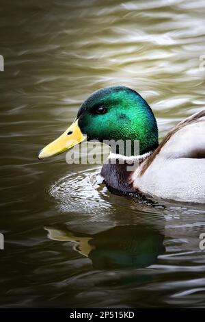 Beautiful colorful male mallard, duck, swims in pond, reflection in the water in Germany, Europe Stock Photo