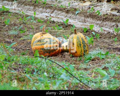 pumpkins on the field at farm Stock Photo