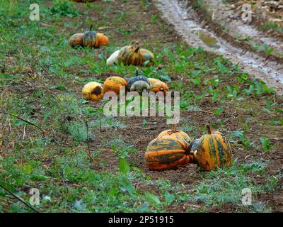 pumpkins on the field at farm Stock Photo