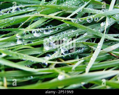 raindrops on the grass - macro Stock Photo