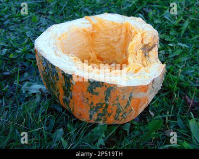 pumpkins on the field at farm Stock Photo