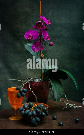 Phalaenopsis orchid bush in a pot on a dark background with grapes Stock Photo