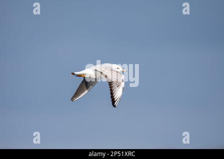 Black Headed Gull on in flight, UK Stock Photo