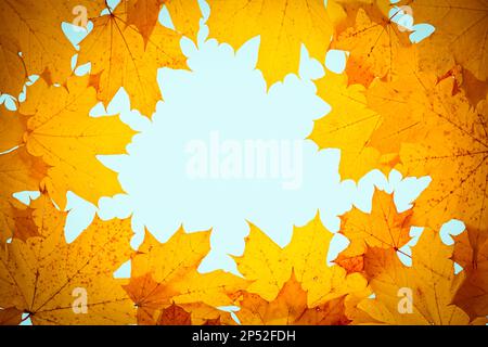 Autumn concept - frame made of dry fallen autumn maple leaves with copyspace in the middle. Stock Photo