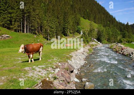 Hiking in spring to Duisitzkarsee, grazing cows - Styria, Austria Stock Photo