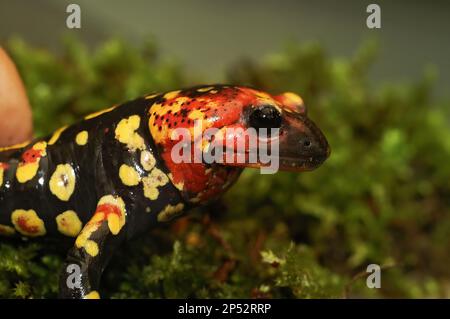 Detailed closeup on a Portuguese fire salamander, Salamandra gallaica with it's typical pointed head and red colors Stock Photo