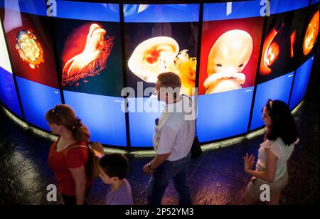 Images about the development of the human embryo, in Casa del Hombre, Museo Domus, The mankind Museum, by Arata Isozaki, Coruña city, Galicia, Spain Stock Photo