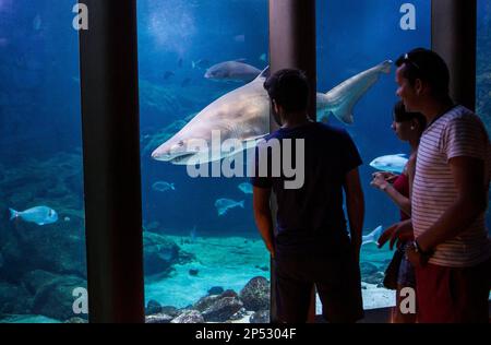 bull shark in Aquarium Finisterrae, Casa de Los Peces, Nautilus Hall, Coruña city, Galicia, Spain Stock Photo