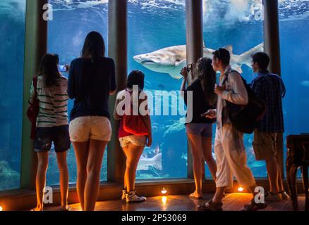 bull shark in Aquarium Finisterrae, Casa de Los Peces, Nautilus Hall, Coruña city, Galicia, Spain Stock Photo