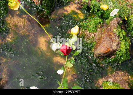 Salvador, Bahia, Brazil - February 02, 2023: Red and white rose are floating in the water on the beach. Homage to Yemanja. Salvador, Bahia. Stock Photo