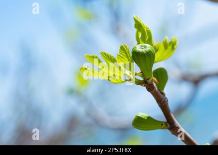 Fig tree sprouts and green figs in spring sunny weather Stock Photo