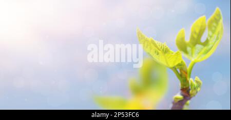 Fig tree sprouts and green figs in spring sunny weather Stock Photo