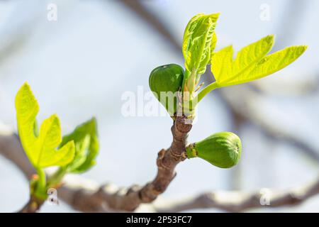 Fig tree sprouts and green figs in spring sunny weather Stock Photo