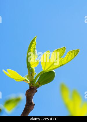 Fig tree sprouts and green figs in spring sunny weather Stock Photo