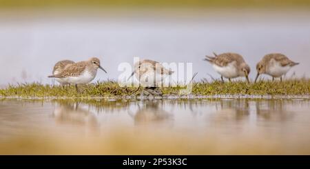 Dunlin (Calidris alpina) is a Small Wader. It is a Circumpolar Breeder in Arctic or Subarctic regions. Group of Dunlin Foraging in grass of Wetland. W Stock Photo