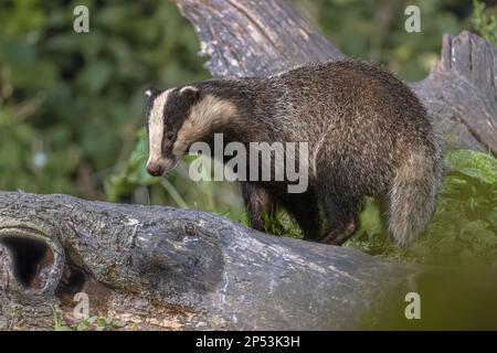 European Badger (Meles meles) walking in forest at night. Drenthe, Netherlands. Wildlife scene of nature in Europe. Stock Photo