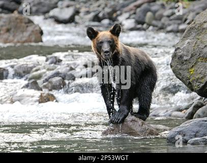 Kodiak shari sale