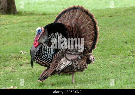 Gobbler (adult male) Eastern wild turkey courts hen (female) by displaying his beautiful feathers. Stock Photo