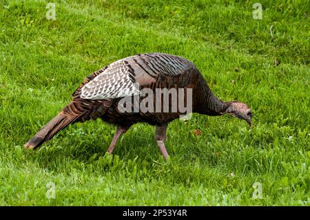 Eastern wild turkey female, or hen walks across grassy field. Stock Photo