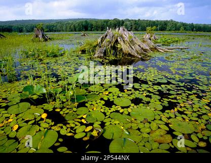 Black moshannon lake hi-res stock photography and images - Alamy