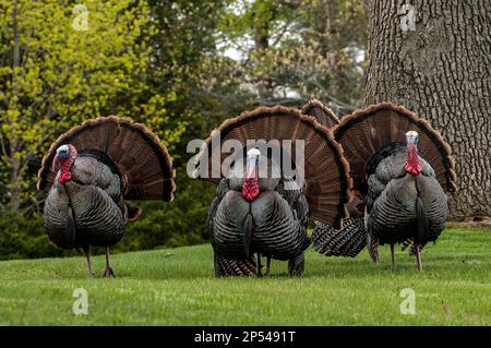 3 Eastern wild turkey Male, or toms display their feathers during spring mating season. Stock Photo