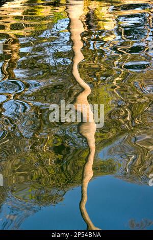 Abstract image of a ree reflected in the rippled water of a canal, backgrounds. No people. Stock Photo