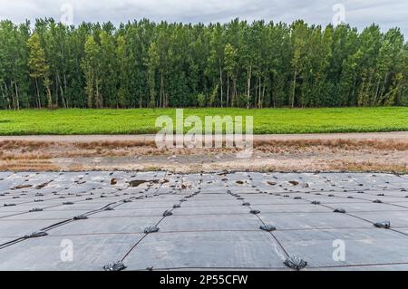 Weighted plastic sheeting covers a hillside in an active landfill.  Probably PVC geomembranes with a tree-line in the distance. Stock Photo