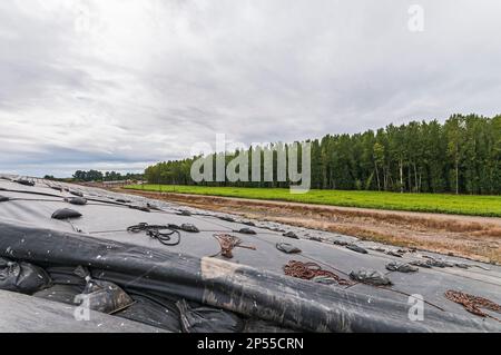 Weighted plastic sheeting covers a hillside in an active landfill.  Probably PVC geomembranes with a tree-line in the distance. Stock Photo