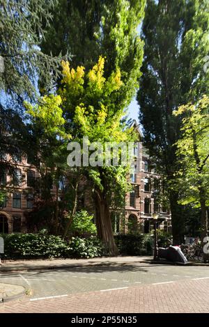 a tree in the middle of a street with cars parked on the other side of the road and buildings behind it Stock Photo