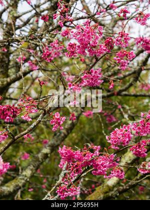 Pink, early spring flowers of the hardy Japanese cherry tree, Prunus x incam 'Okame' Stock Photo